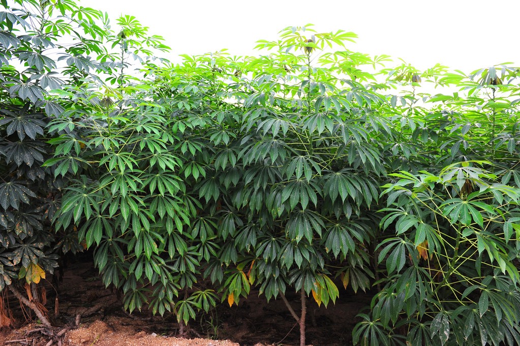 木薯