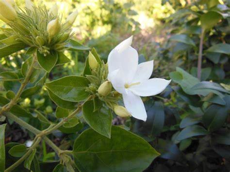 毛茉莉