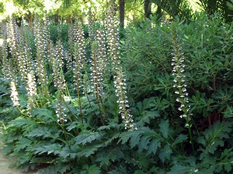 虾膜花(茛力花)