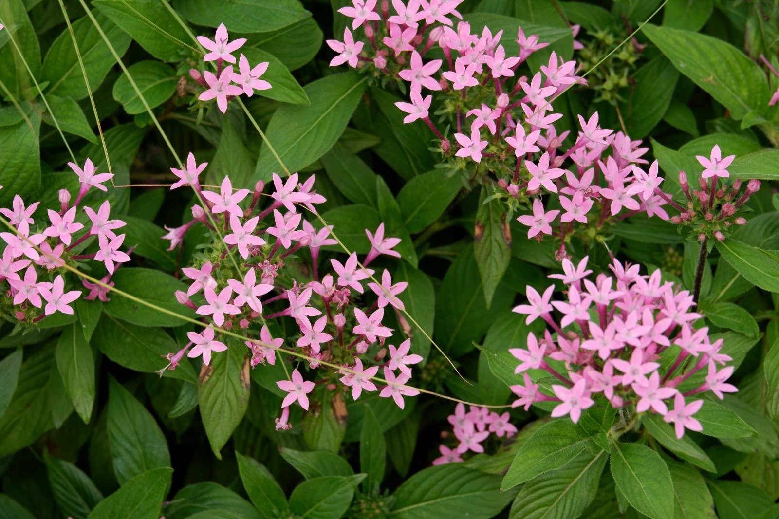 五星花(繁星花)