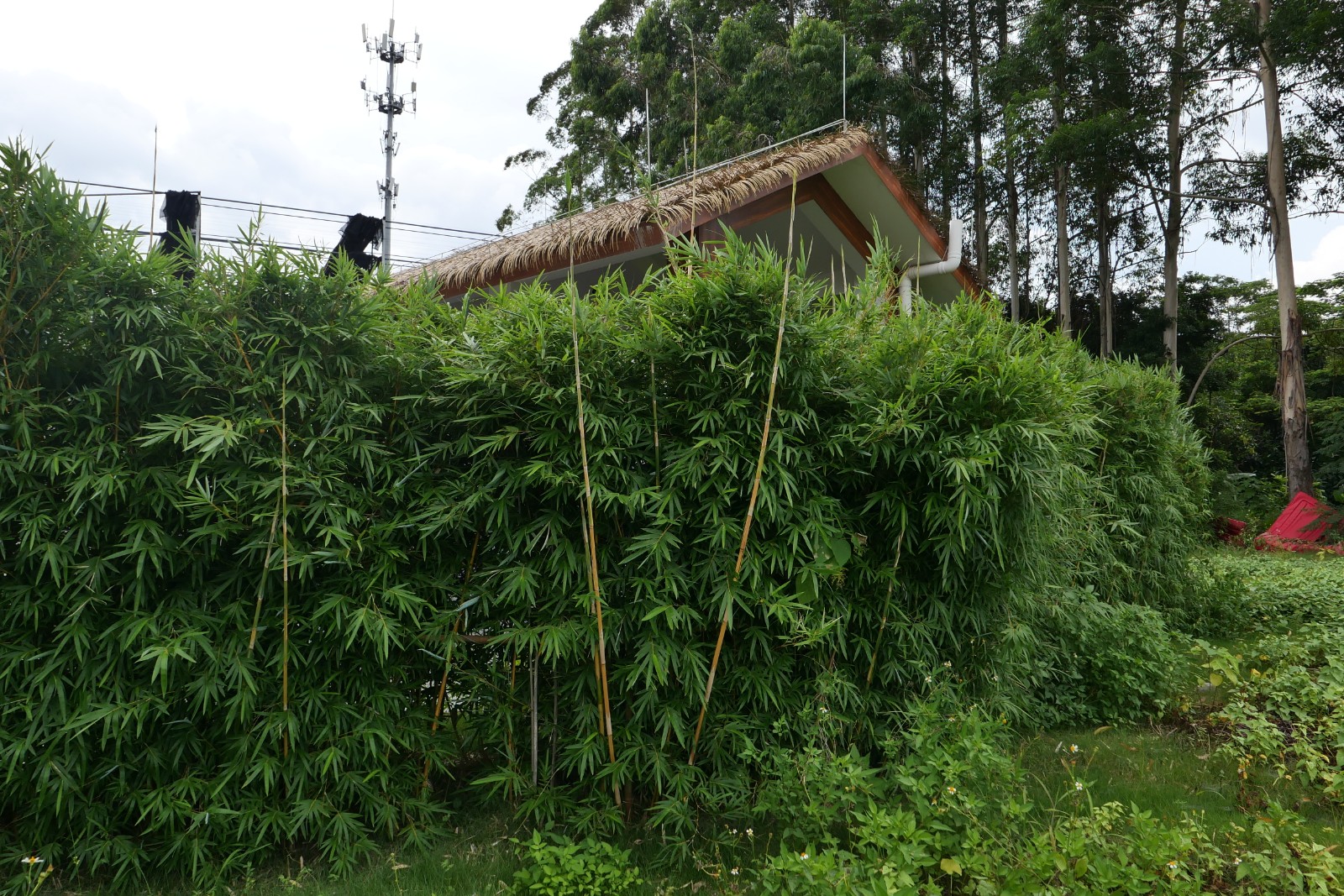 小琴丝竹