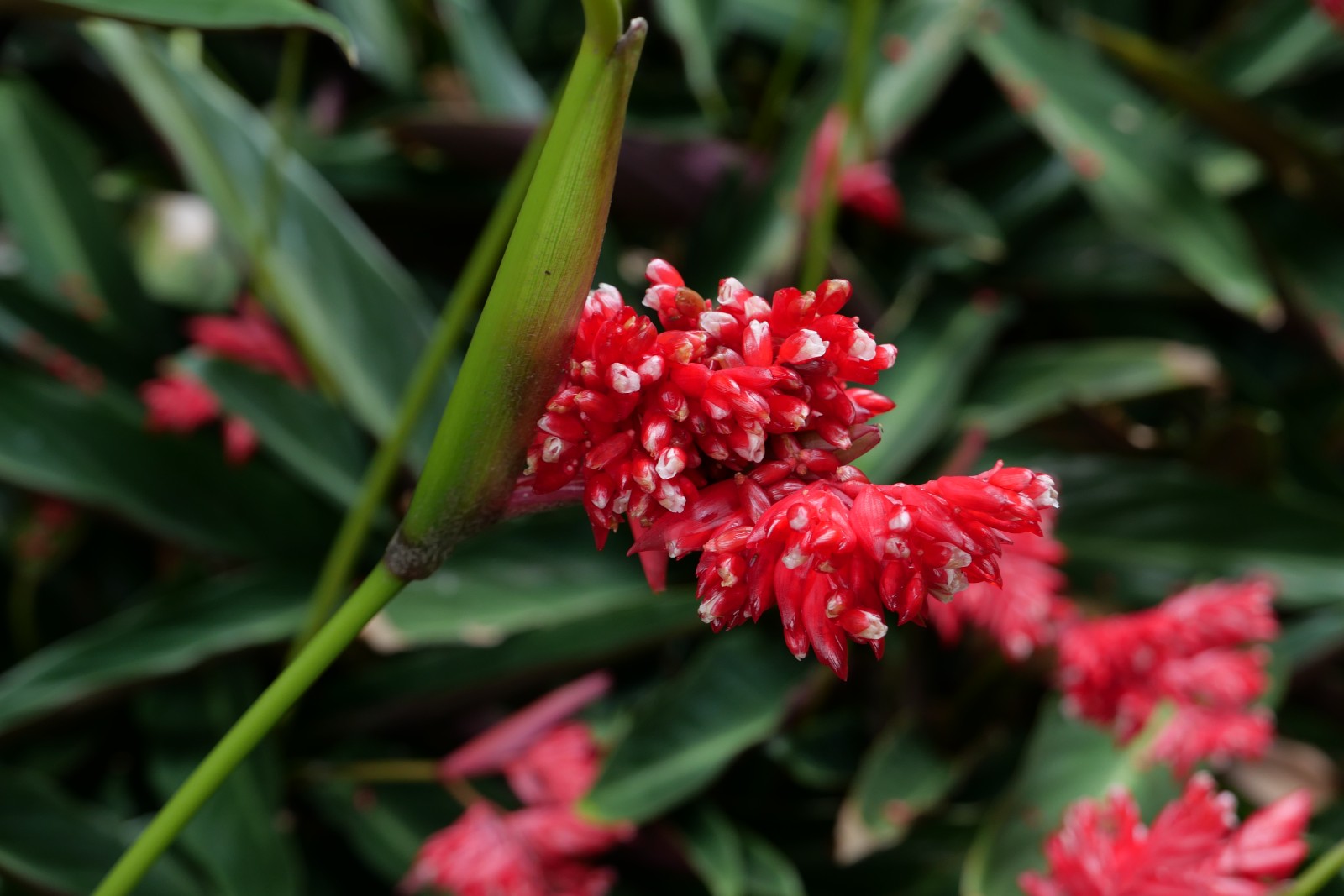 紫背竹芋