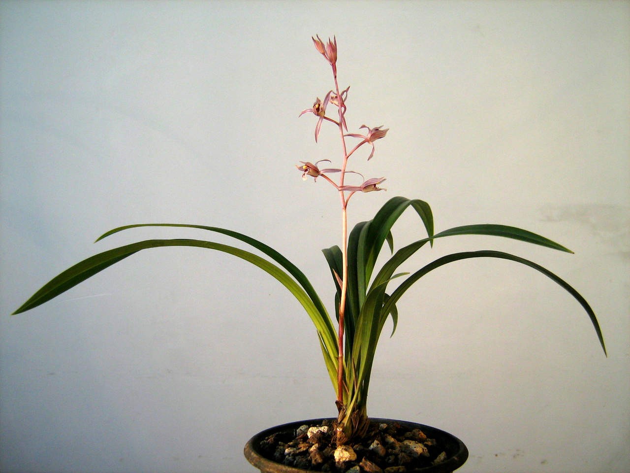 红花寒兰