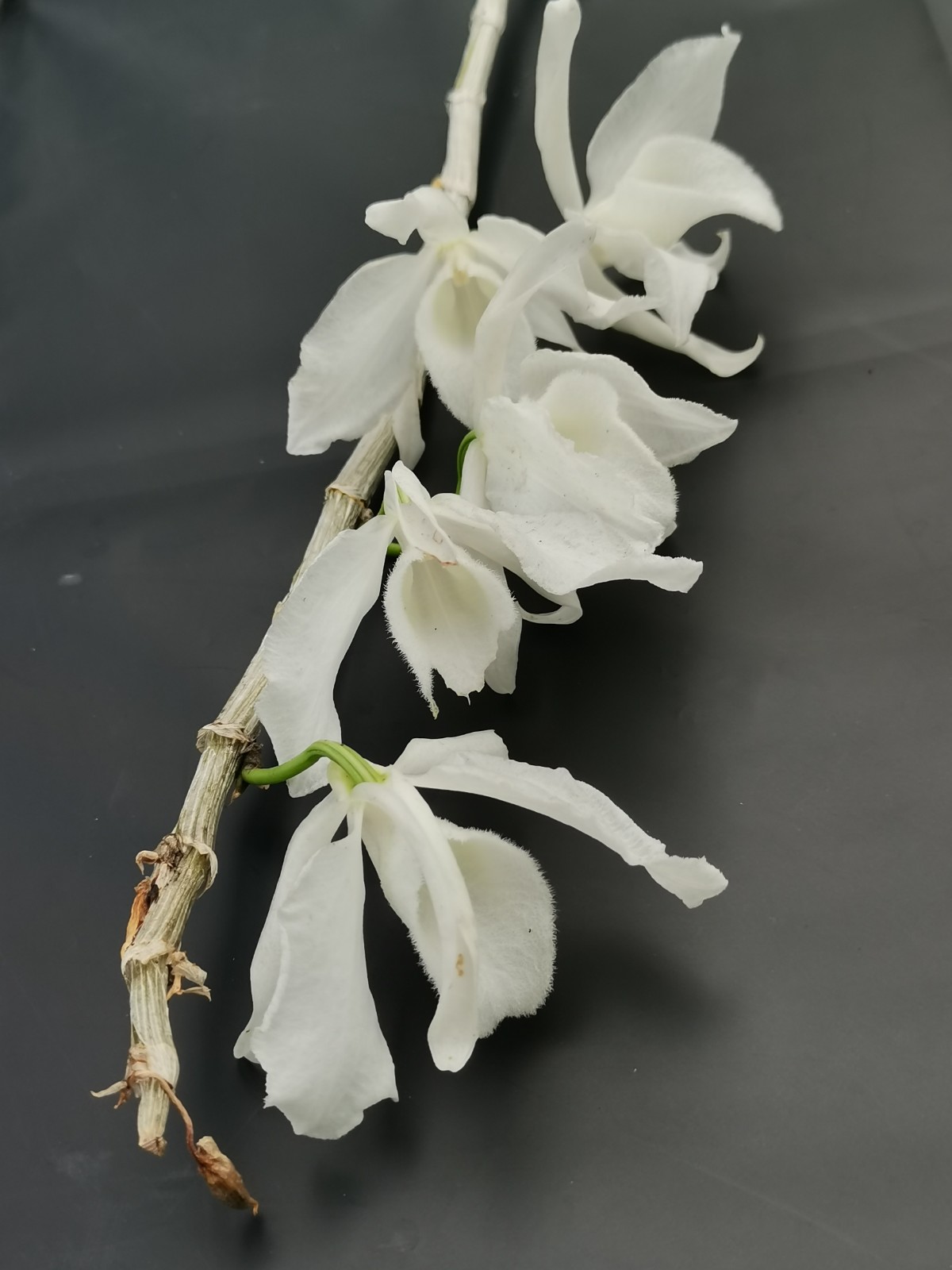 白花檀香石斛