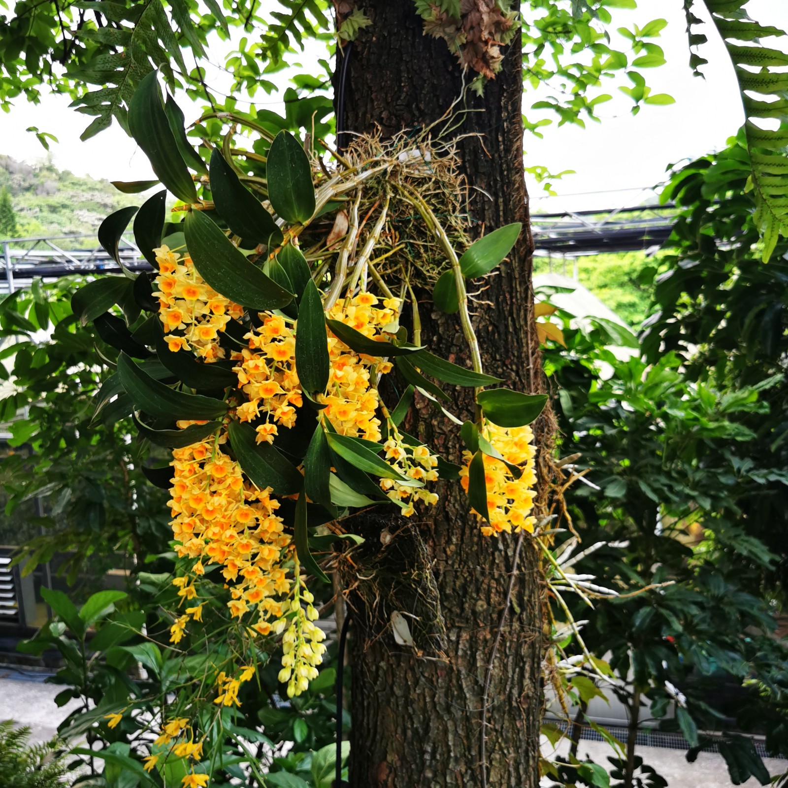 密花石斛