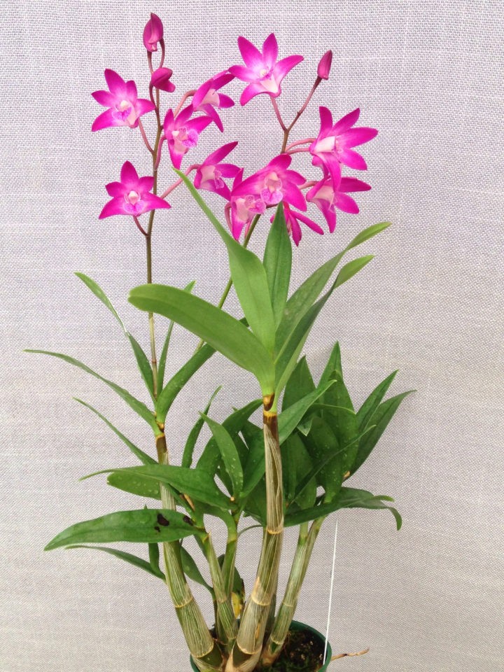 澳洲石斛