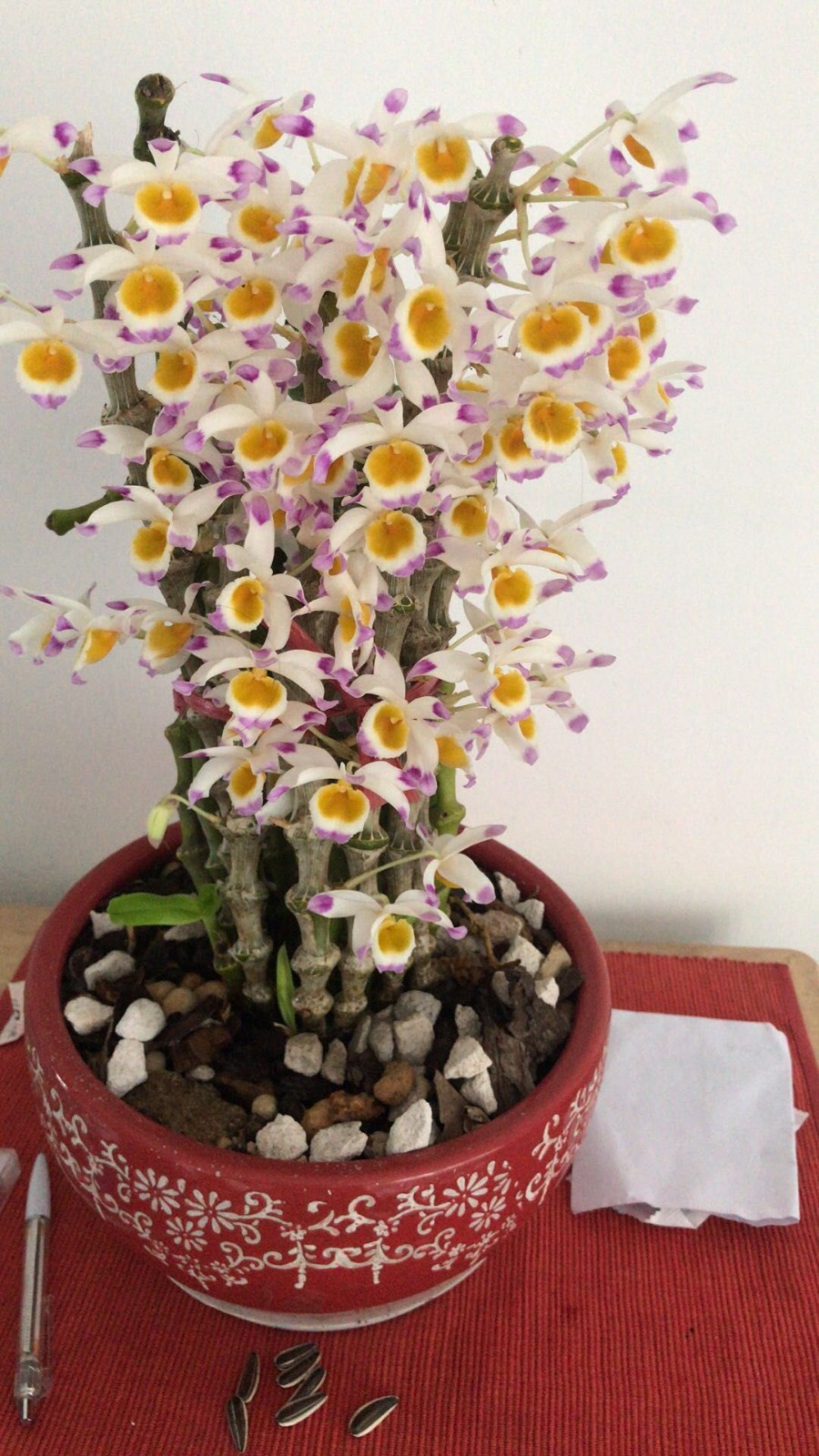 肿节石斛