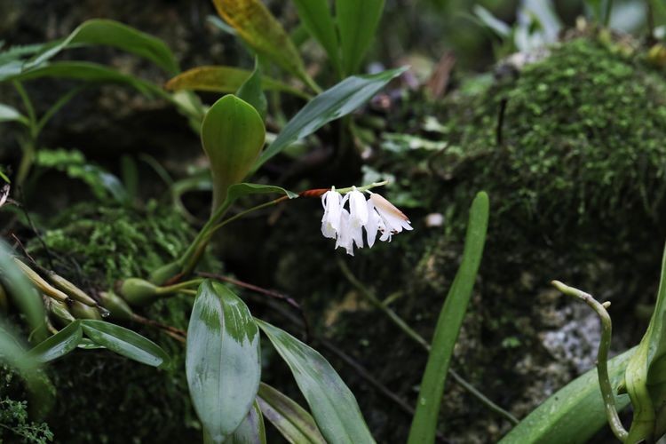白花贝母兰