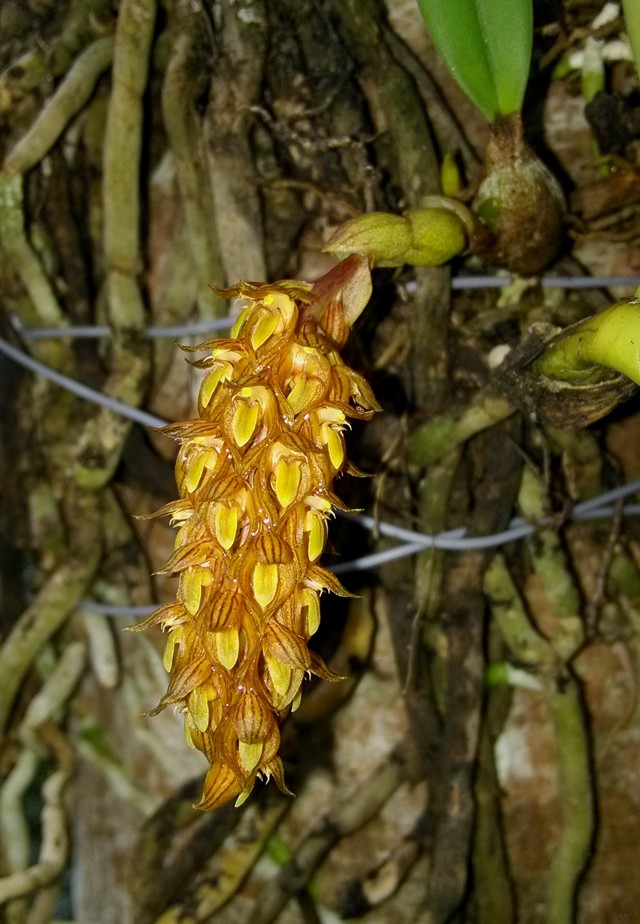 麦穗石豆兰