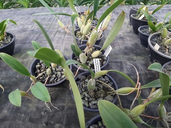 拟麦穗石豆兰拟麦穗石豆兰