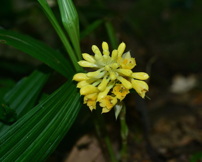 密花虾脊兰