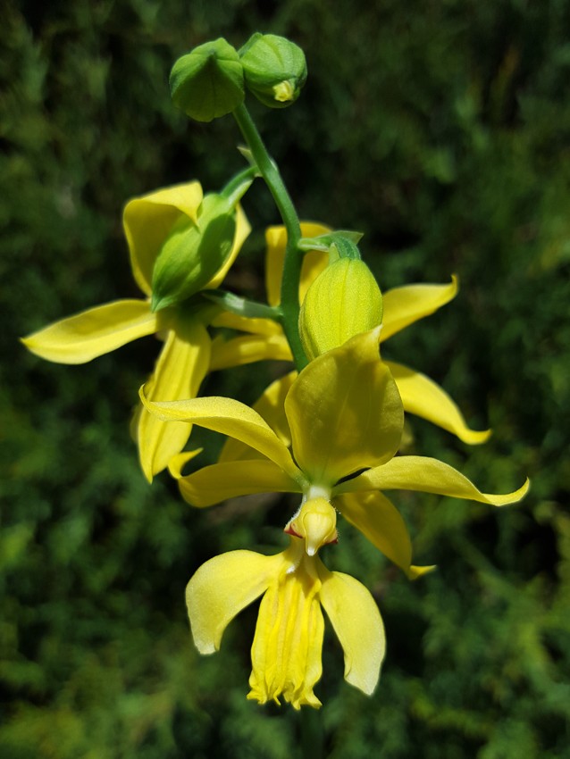 大黄花虾脊兰
