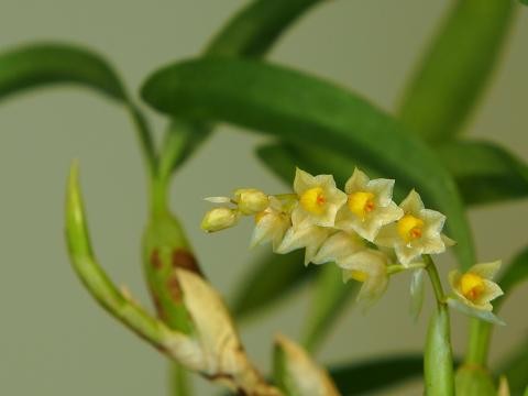 细叶石仙桃