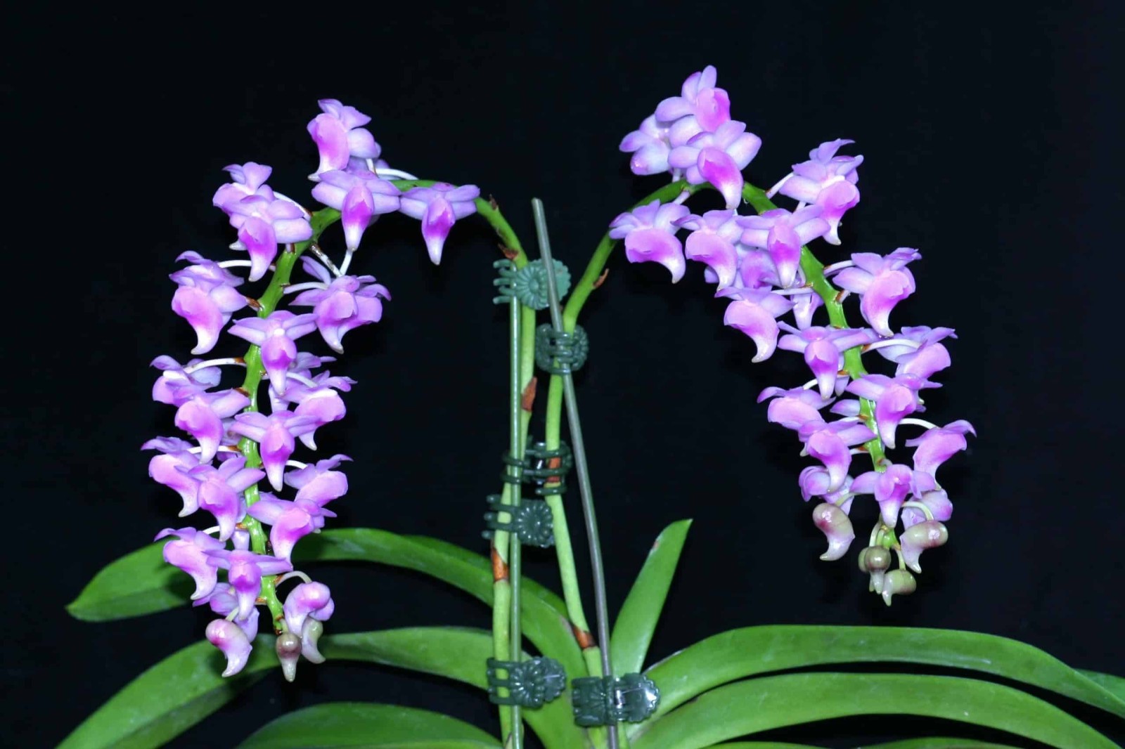 香花指甲兰