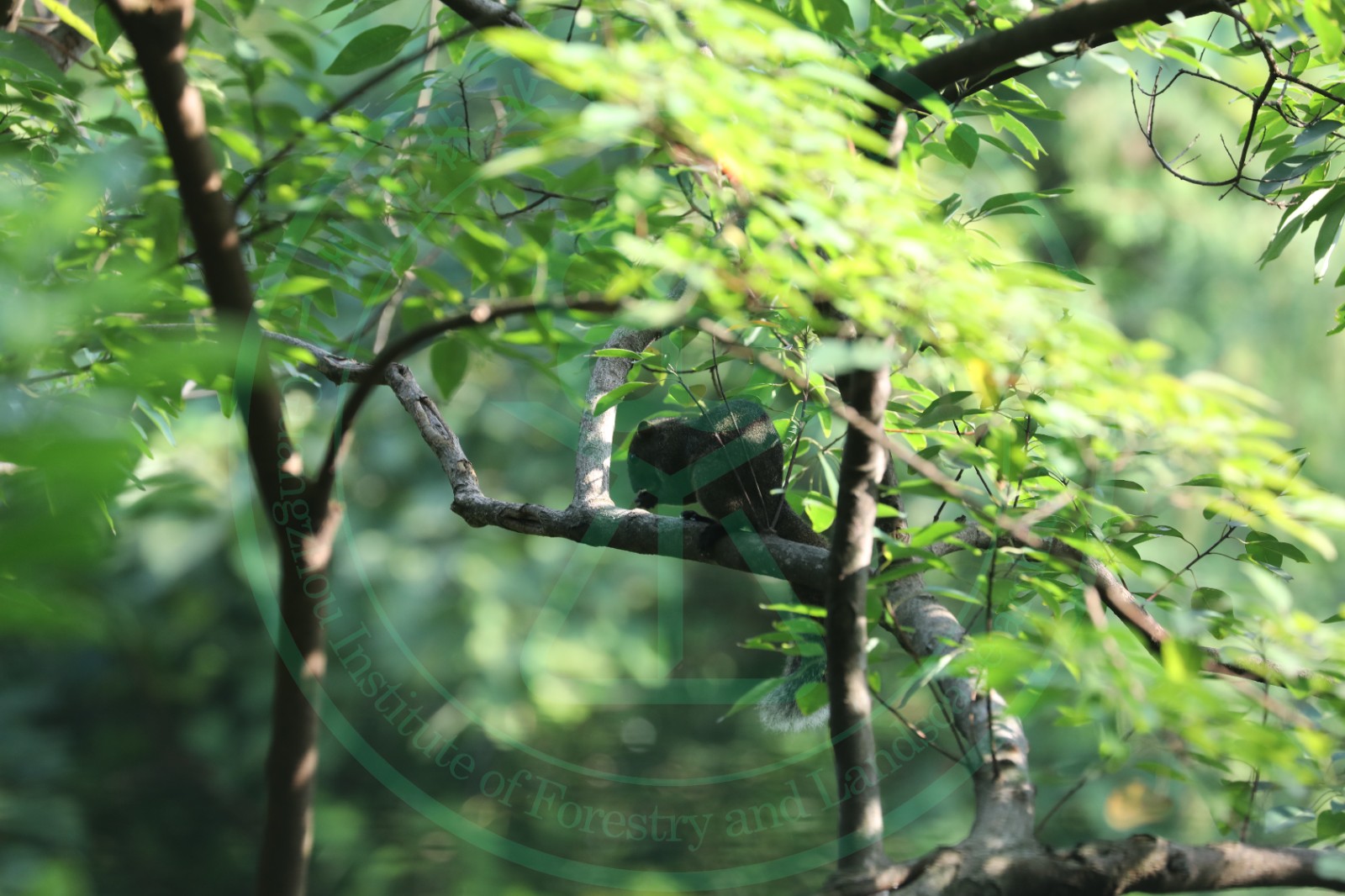 赤腹松鼠 Callosciurus erythraeus