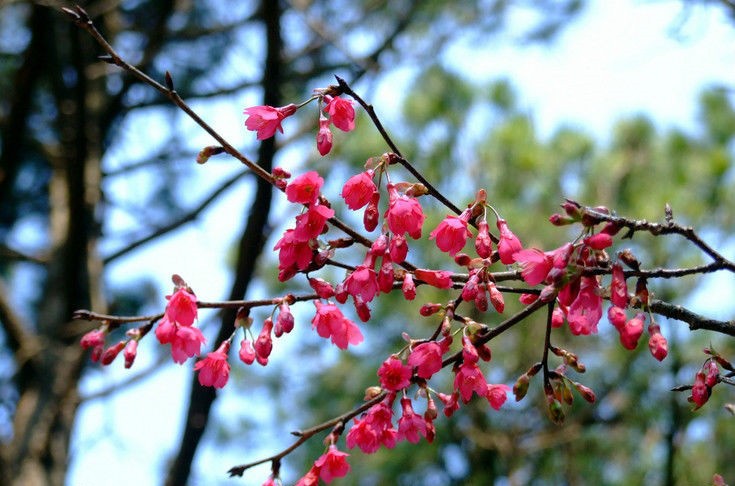 钟花樱桃