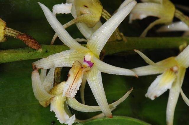 香花毛兰