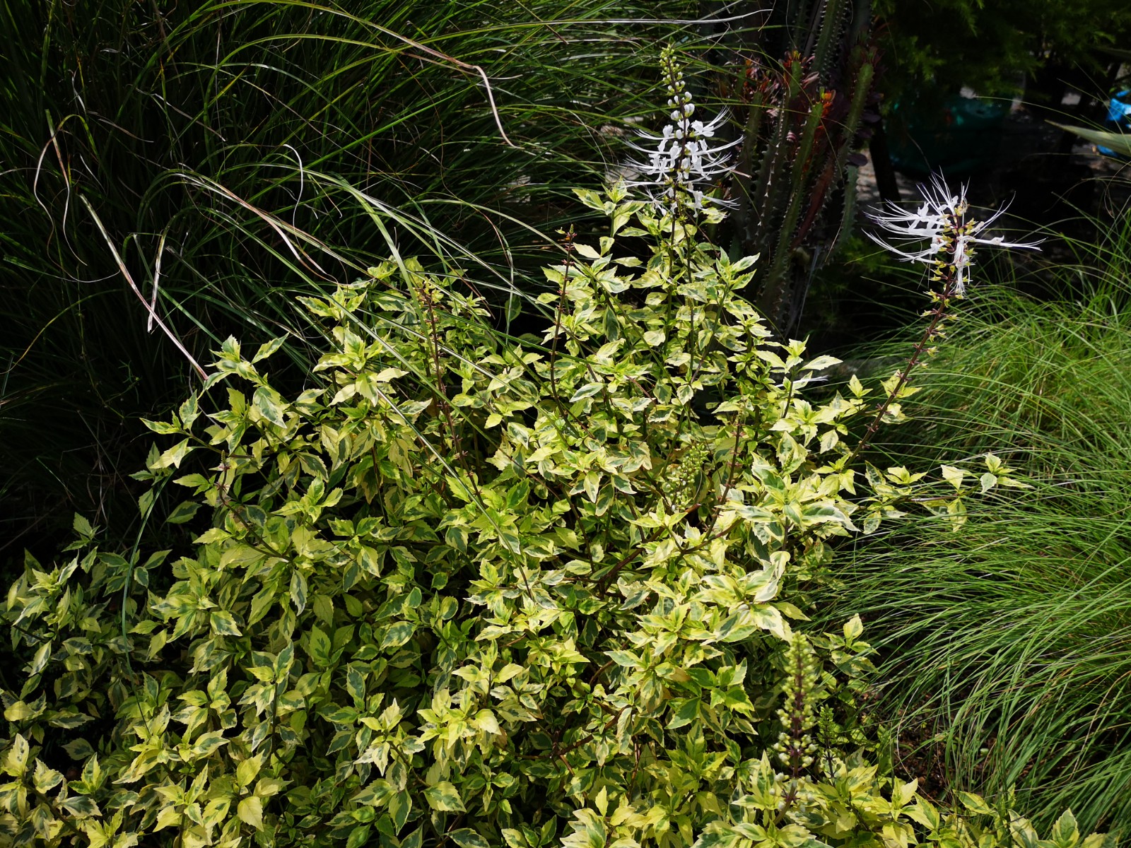 花叶猫须草