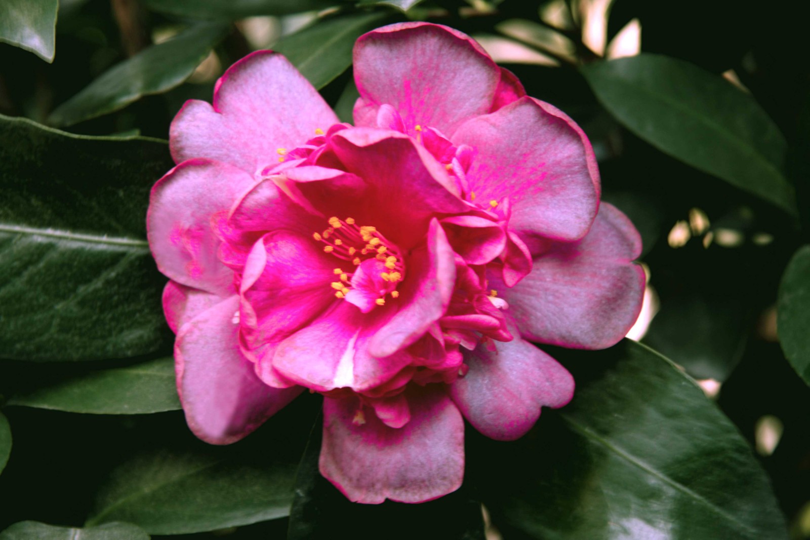‘怀金拖紫’四季茶花