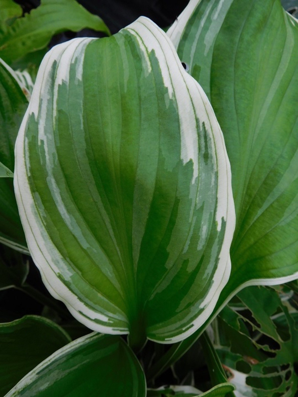 波叶玉簪(花叶玉簪)