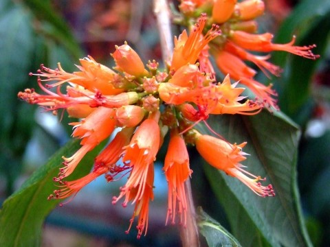 虾子花