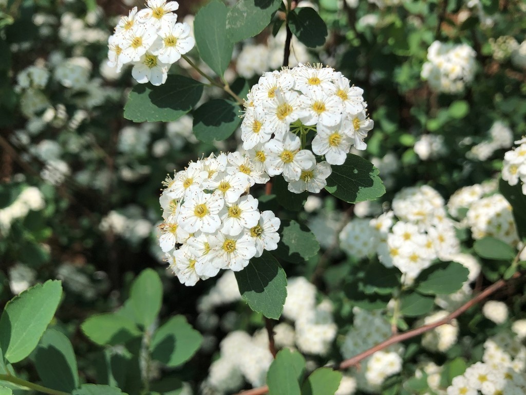 菱叶绣线菊