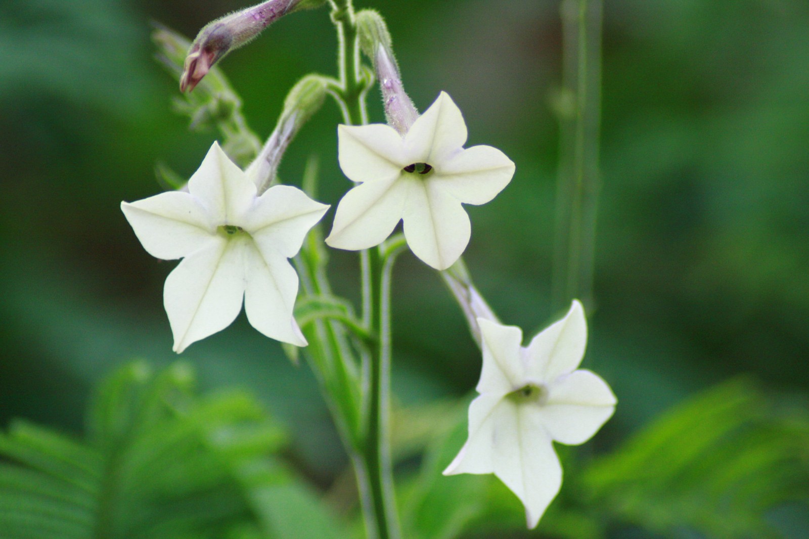 花烟草