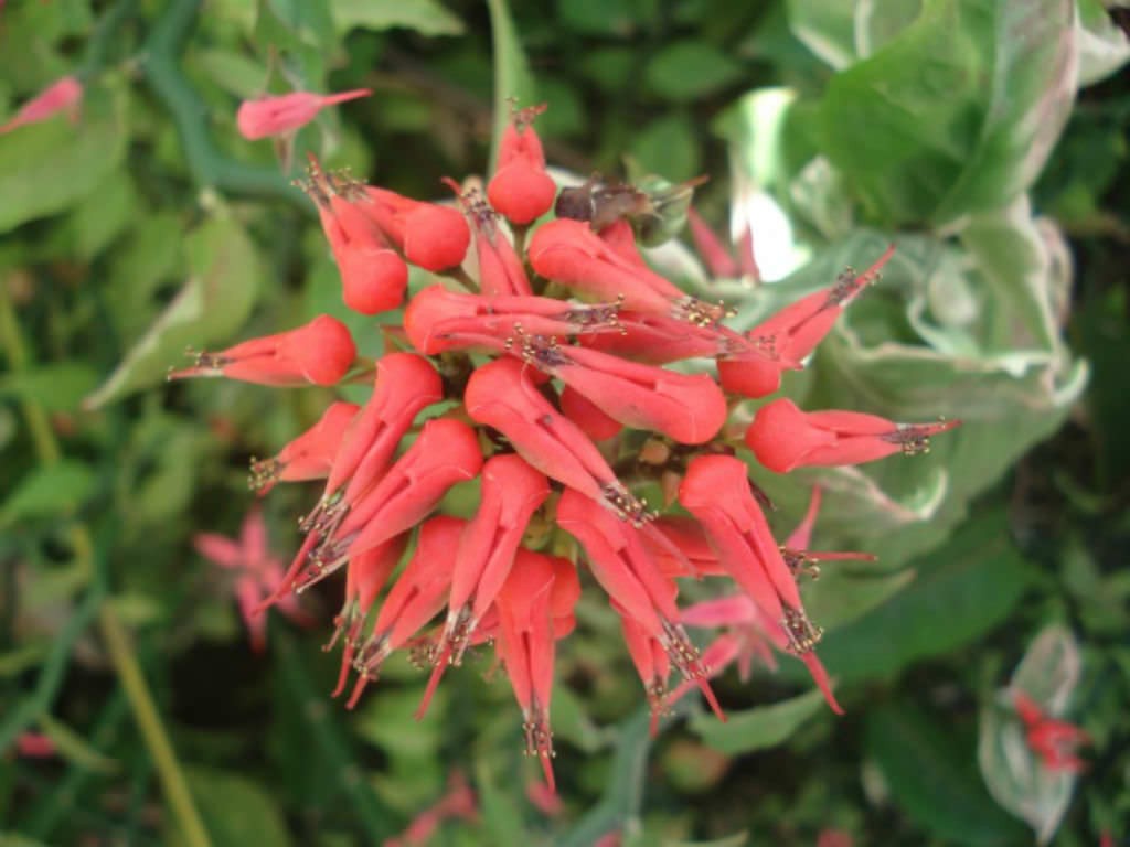 花叶红雀珊瑚