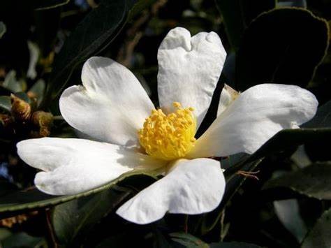 信宜油茶-花