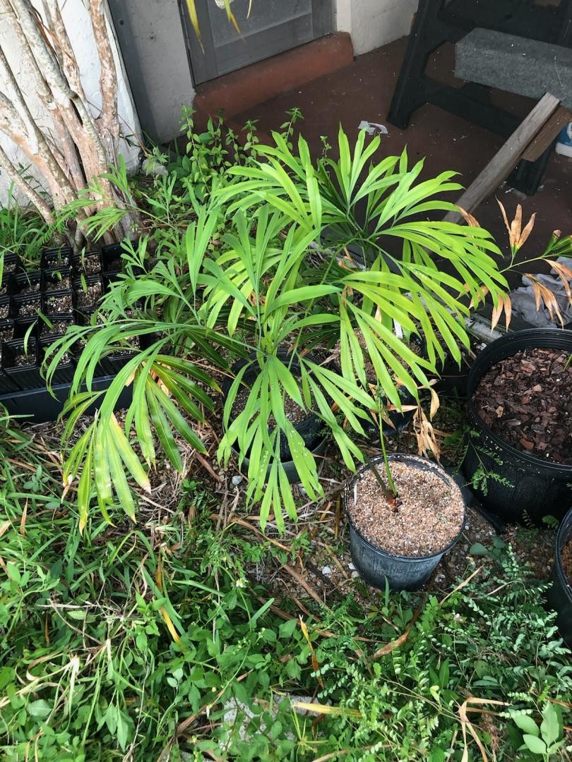 多歧苏铁