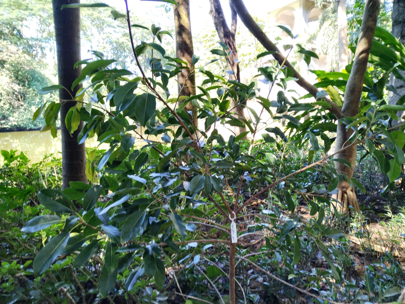 笔管榕