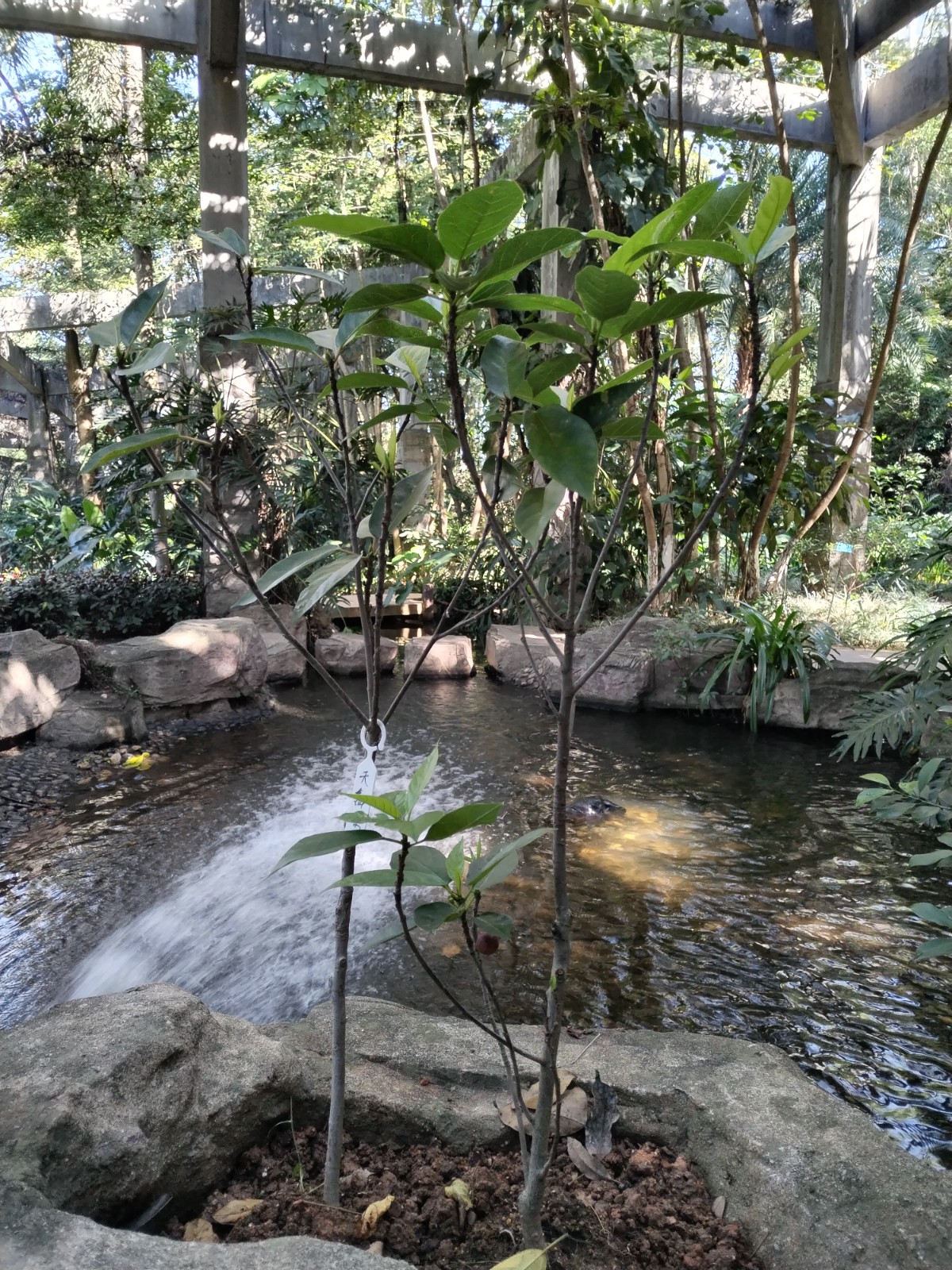 天仙果