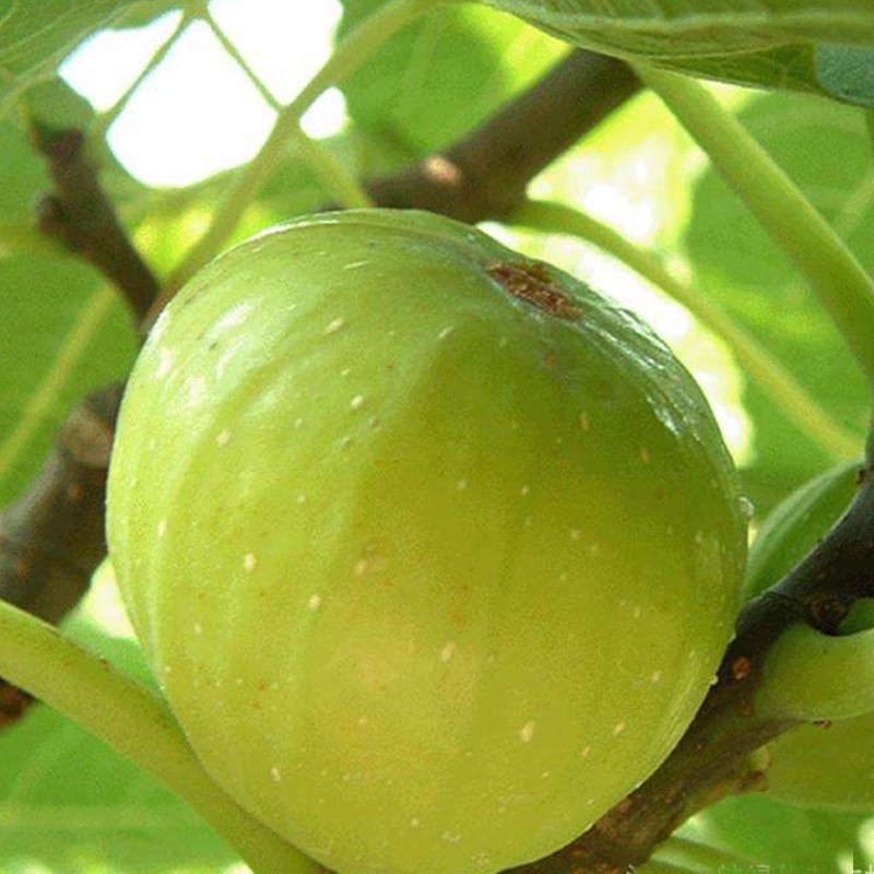 无花果‘金傲芬’
