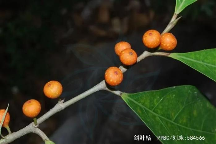 斜叶榕的果