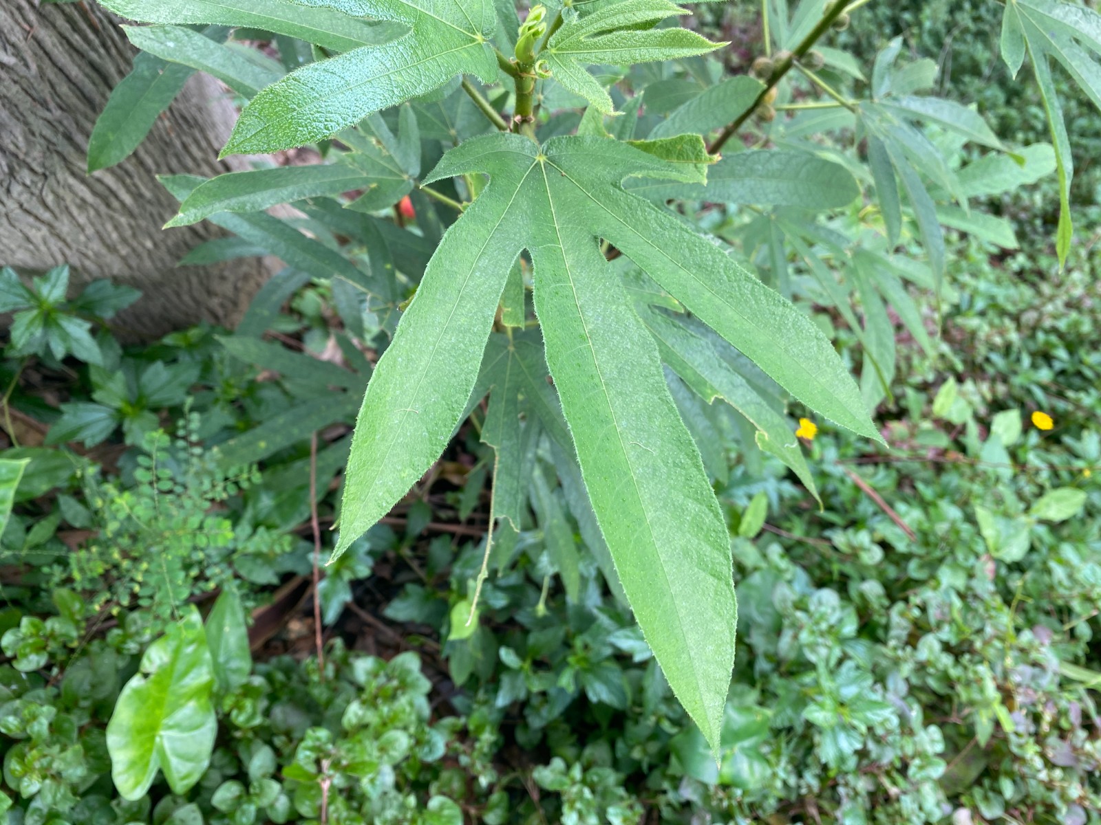 粗叶榕(五指毛桃)