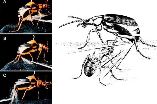 Image title