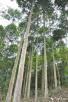 灰木莲Magnoliaceae glanca