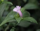 板蓝Baphicacanthus cusia (Nees) Bremek.