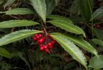 硃砂根Ardisia crenata Sims