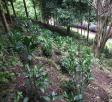 林下经济植物示范园区
