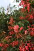 绯红羊蹄甲B. coccinea 