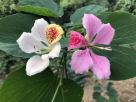 单蕊羊蹄甲