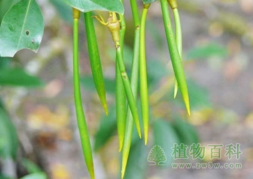 “胎生”的红树