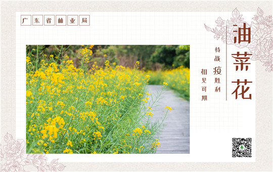 油菜花.jpg