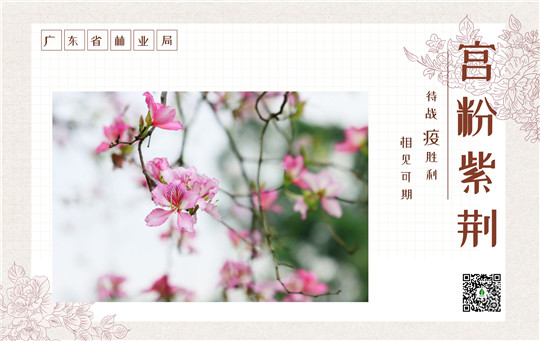 紫荆.jpg