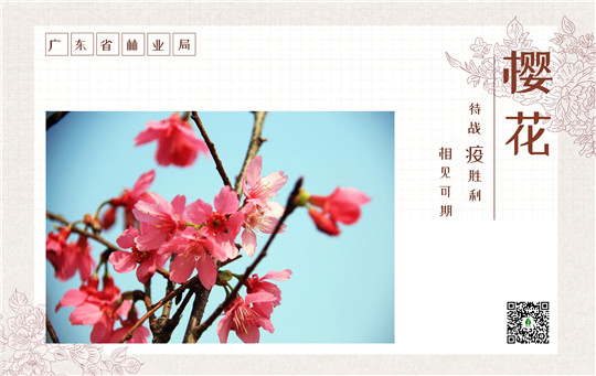 樱花.jpg