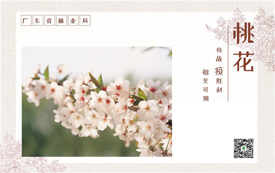 桃花.jpg
