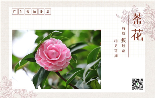 茶花.jpg