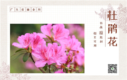 杜鹃.jpg