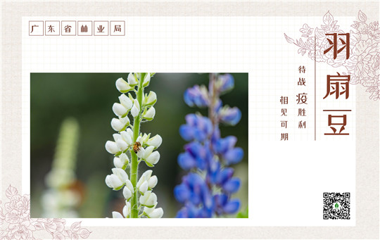 羽扇豆.jpg
